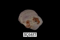 藏品(紫口珊瑚螺)的圖片